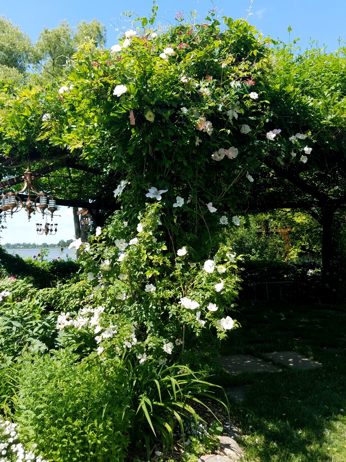 Climbing Clematis and Rose with red Honeysuckle on canopy